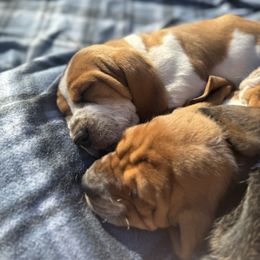 Basset Hound Puppies from Autumn Oak Basset Hounds