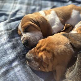 Basset Hound Puppies from Autumn Oak Basset Hounds
