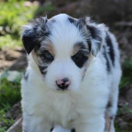 Trevor - Blue merle Australian Shepherd puppy in Granville, Ohio from River Trails Aussies