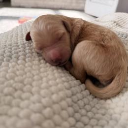 Goldendoodle Puppies from Farihope family