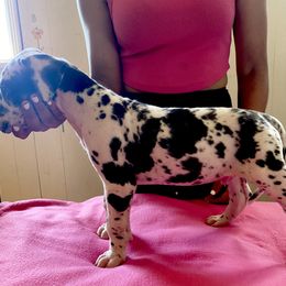 Great Dane Puppies from Stancydane AKC Great Danes