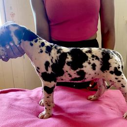 Great Dane Puppies from Stancydane AKC Great Danes