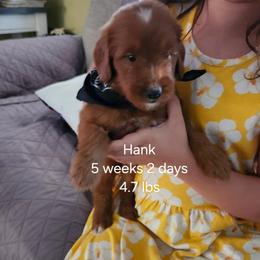 Black collar Hank - Red male Bernedoodle puppy in Fairmount, Indiana from Capens' Doodles,Poodles and Poo's