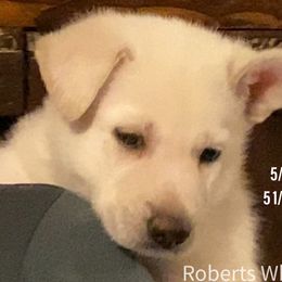 Girl 4 - White German Shepherd puppy in Camarillo, California from Robert's White German Shepherds