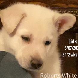 Girl 4 - White German Shepherd puppy in Camarillo, California from Robert's White German Shepherds