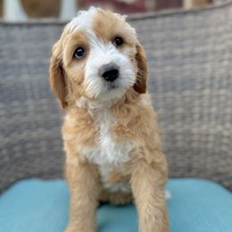 Pearl, Light blue collar - female Golden Mountain Doodle puppy in Twin Falls, Idaho from Magic Valley Family Doodles