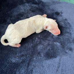 Fergus - Cream male Borzoi puppy in Clinton, Tennessee from Ivanhoe Borzoi
