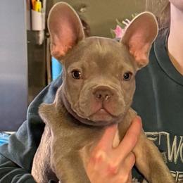 Titan - Liver male French Bulldog puppy in Chesapeake, Virginia from Pardon My Frenchies