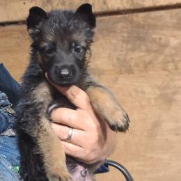 Pink - Black and red male German Shepherd puppy in Carbondale, Kansas from T and M Elite Europeans German Shepherds