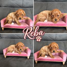 Reba - Red female Cavapoo puppy in Thorndale, Texas from Hattie’s Texas Cavapoos