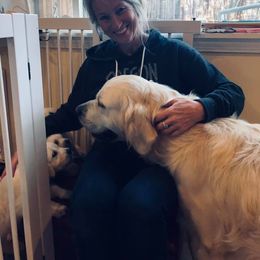 Golden Retriever Puppies from West Coast Cream Goldens