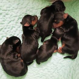 Sonny - Black and tan male Yorkshire Terrier puppy in New Holland, Pennsylvania from Ellie's Cute as a Button Yorkies