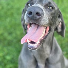 Charli Blu Rayne - Weimaraner