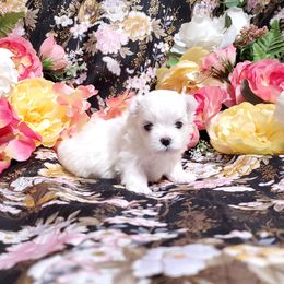 Bert - White male Maltese puppy in Fresno, California from Soua's Pups