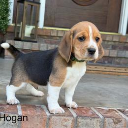 Hogan - Black tan and white male Beagle puppy in Mansfield, Missouri from Rippee Creek Kennel