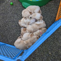 Golden Retriever Puppies from Sola Mae's Goldens