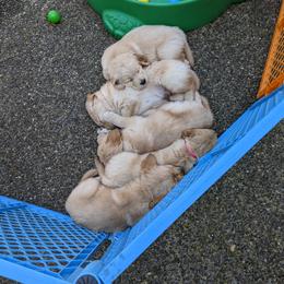 Golden Retriever Puppies from Sola Mae's Goldens