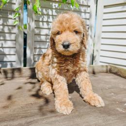 Nordstrom - Cream male Goldendoodle puppy in Everett, Washington from Big Top Doodles