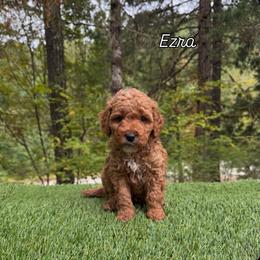 Ezra - Red  male Goldendoodle puppy in Roseburg, Oregon from Dbos Furry Friends