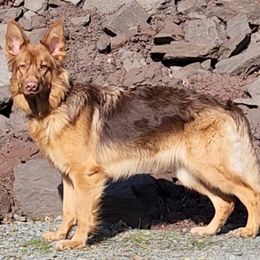 Aurora - German Shepherd
