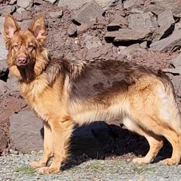 Aurora - German Shepherd