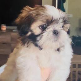 Butter cup - Red and white female Shih Tzu puppy in Fontana, California from Loraine Bailey