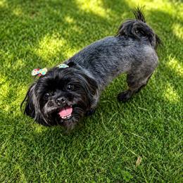 Mocha - Black female Shih Tzu puppy in Hawthorne, Florida from Simply Southern Shihtzus