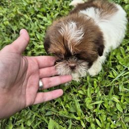 Girl 5 - Brindle female Shih Tzu puppy in Trout, Louisiana from Magnolia Farm's LLC