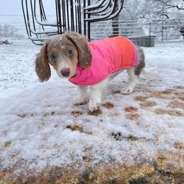 Dachshund Puppies from Tropic Dachshunds