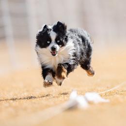 Walter - Toy Australian Shepherd