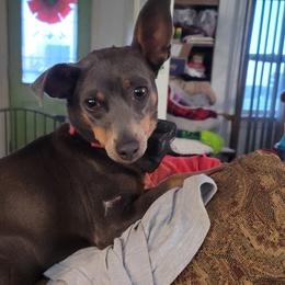 Silly Peanut - Miniature Pinscher