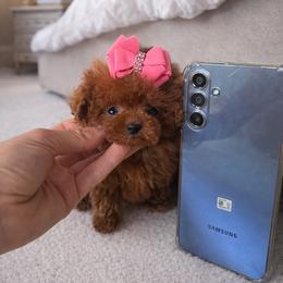 Tiny Deep red teddy face Girl 8555 - Red  female Poodle puppy in Miami, Florida from Natalias Tiny Puppies
