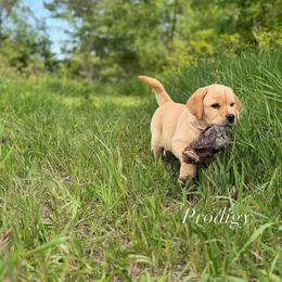 Labrador Retriever and Poodle Puppies from Prodigy Therapy Dogs