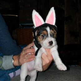Jack Russell Terrier Puppies from Diggin West Jack Russells