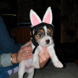 Jack Russell Terrier Puppies from Diggin West Jack Russells