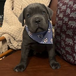 Whiskey - Gray male Cane Corso puppy in Utah from 3Lake Kennelz