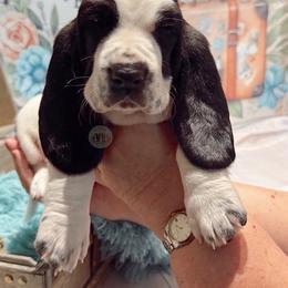 Arden - Black and white male Basset Hound puppy in Hodges, South Carolina from Blooming Bassets