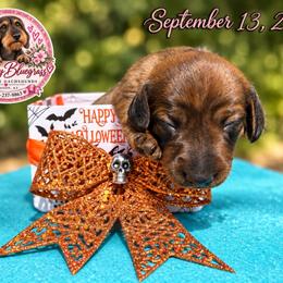 Windy - Brindle female Dachshund puppy in London, Kentucky from Kentucky Bluegrass Wirehair Dachshunds