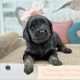 Gorgie - Phantom female Goldendoodle puppy in Taylor, Michigan from Mi Best Doodle Ever, LLC