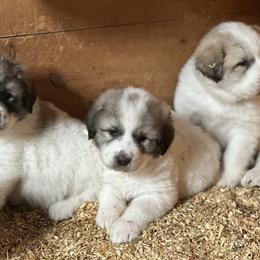 Great Pyrenees puppies from Mulberry Meadow Farms