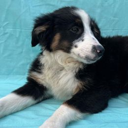 Ginger - Miniature Australian Shepherd puppy in Alabama from SBA Aussies