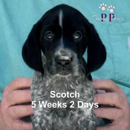Scotch - Black and white male German Shorthaired Pointer puppy in Columbus, Nebraska from Prancy Pawz