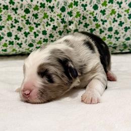 Orion - Blue merle male Australian Shepherd puppy in Red Springs, North Carolina from Julia Rose Ranch