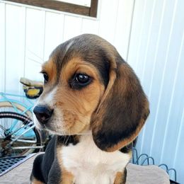Beagle Puppies from Lazy G Kennels