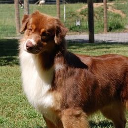 Australian Shepherds from Newcastle Apiary & Aussies