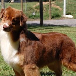 Australian Shepherds from Newcastle Apiary & Aussies