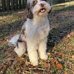 Rain - Aussiedoodle