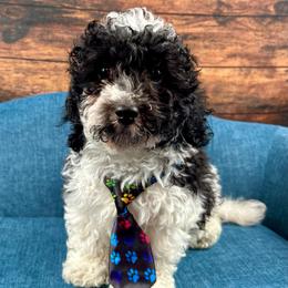 Miles - Parti male Poodle puppy in Lancaster, Missouri from Cavapoo Acres