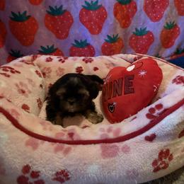 Renegade - Black and tan male Shih Tzu puppy in Delta, Colorado from Wachowicz Shihtzu