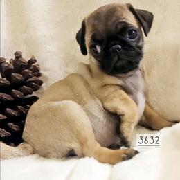 Nehemia - Fawn female Pug puppy in Dexter, Kansas from Beautiful pugs